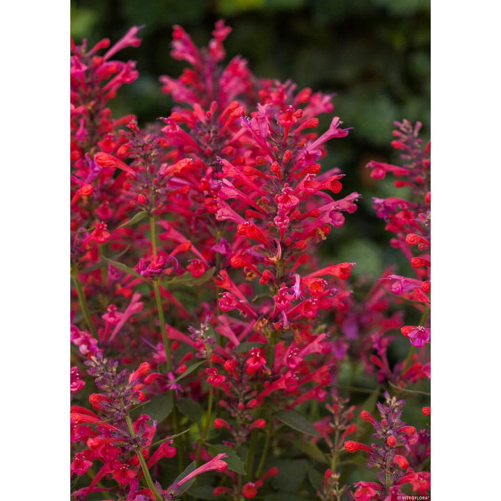 Kłosowiec Kudos Coral